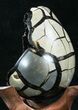 Septarian Dragon Egg Geode - Black Calcite Crystals #33979-2